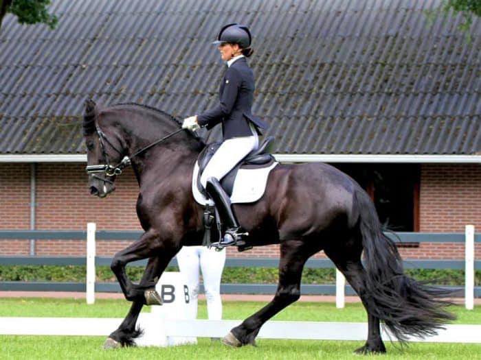 ZUWENA van de HONDSHOEVE