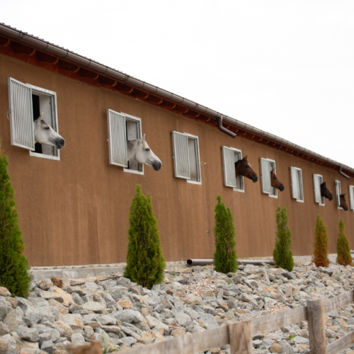 evitastud-centru de echitatie-056